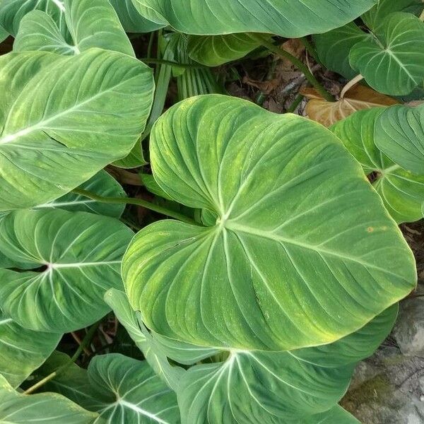 Philodendron gloriosum ഇല