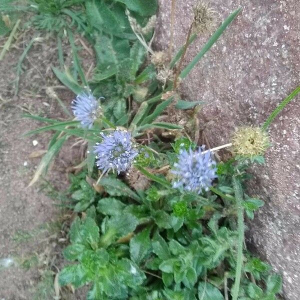 Jasione montana Blomma