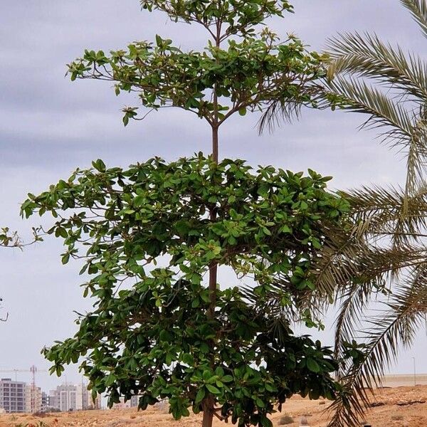 Terminalia catappa Plante entière