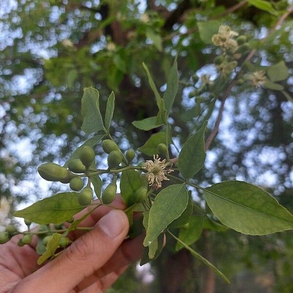 Aegle marmelos Flor