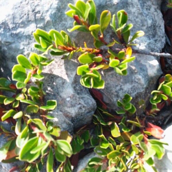 Arctostaphylos uva-ursi Folha