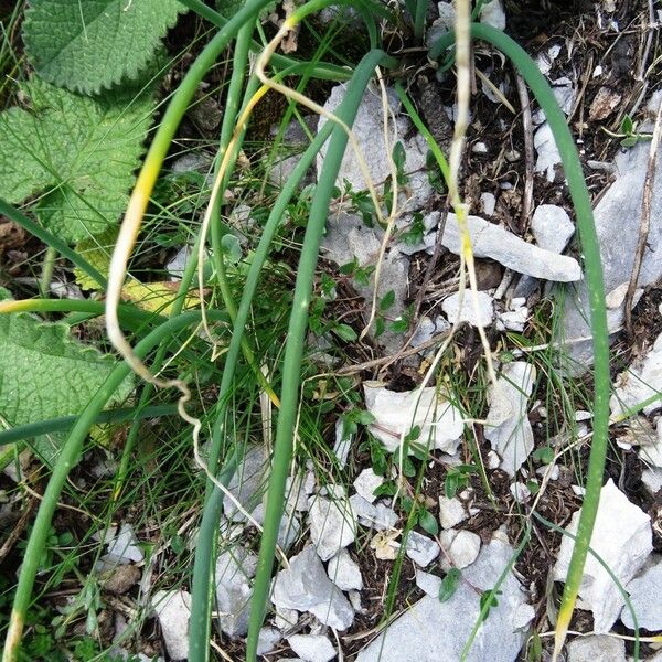 Allium schoenoprasum Leaf