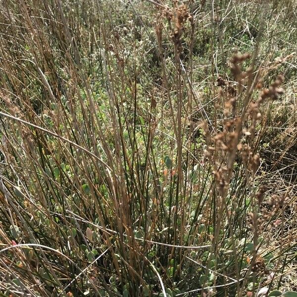 Juncus maritimus List