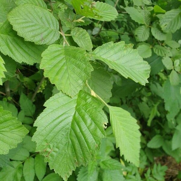 Alnus incana Hoja