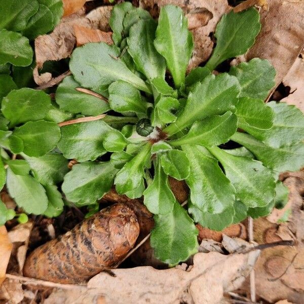 Bellis perennis Habit