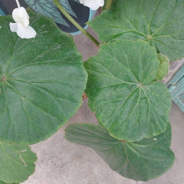 Begonia minor Leaf