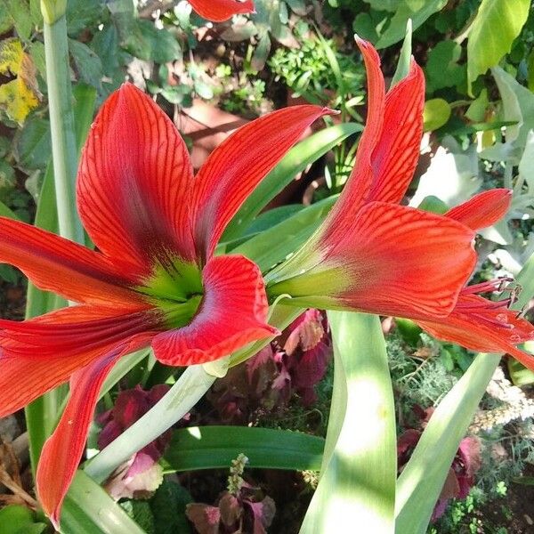 Hippeastrum puniceum Lorea