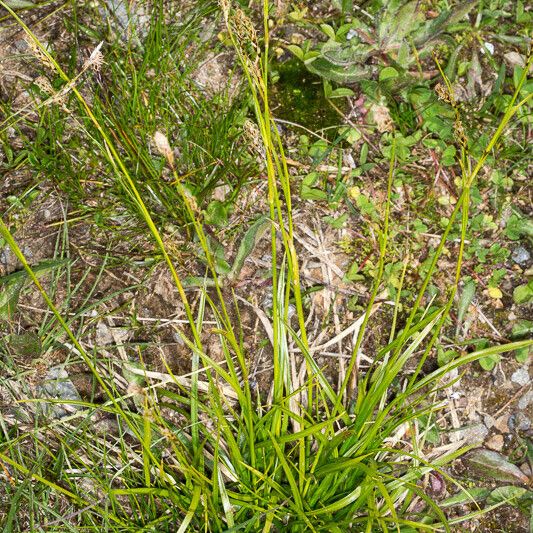 Carex sempervirens Habit