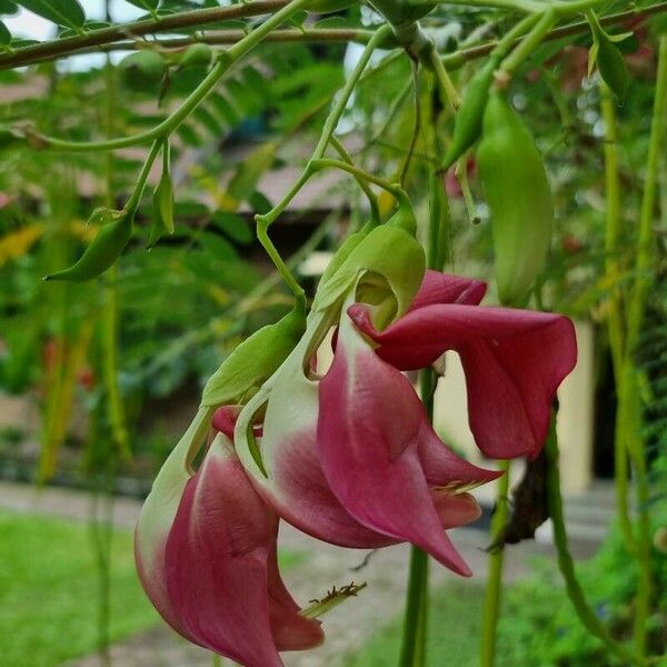 Sesbania grandiflora Bloem