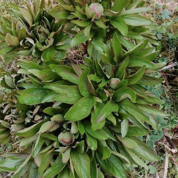 Paeonia officinalis Листок