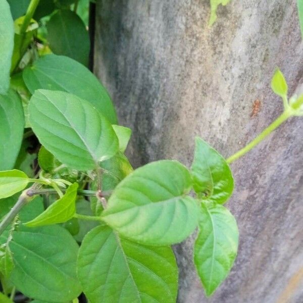 Thunbergia laevis Fuelha