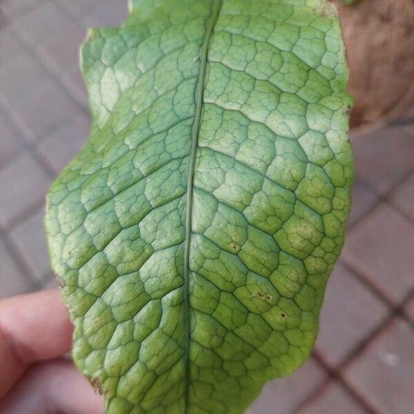 Leptochilus pteropus Leaf