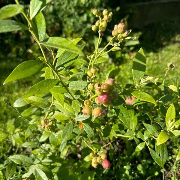 Vaccinium corymbosum Frugt