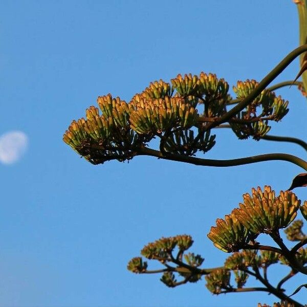 Agave americana പുഷ്പം