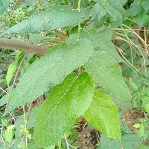 Guazuma ulmifolia Frunză