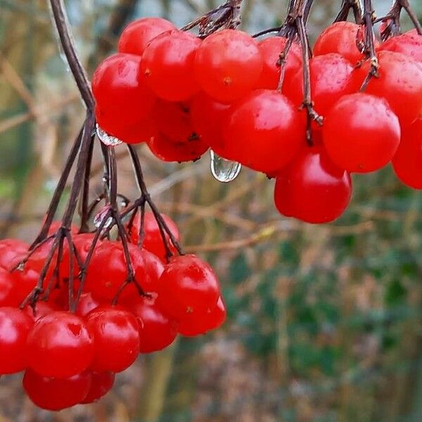 Viburnum opulus Fruit