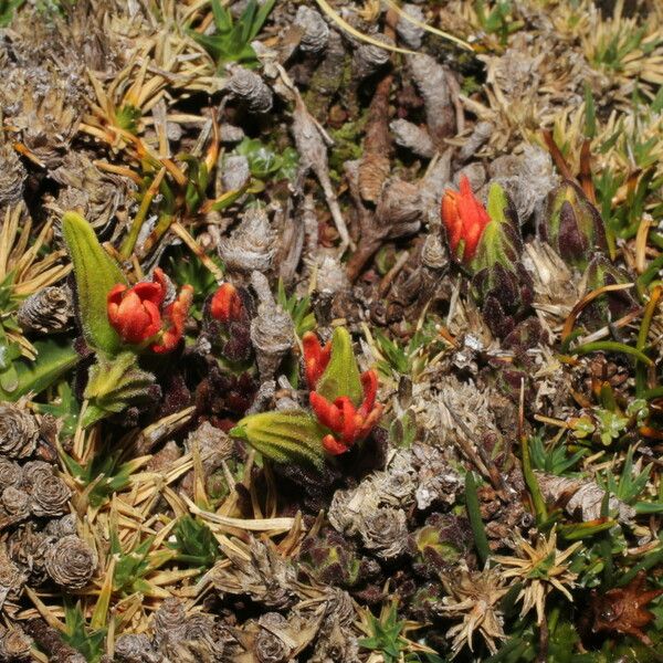 Castilleja pumila Övriga