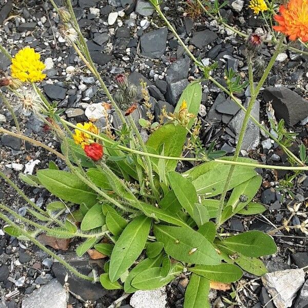 Pilosella aurantiaca Hábitos