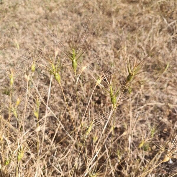 Aegilops neglecta ফুল