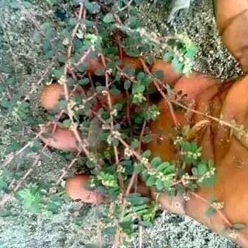 Euphorbia thymifolia Blad