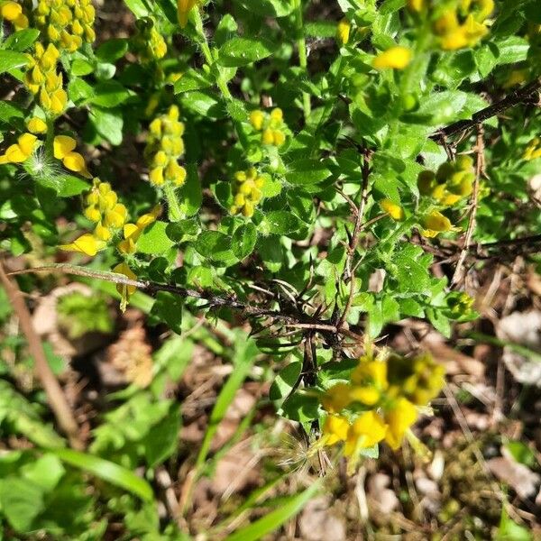 Genista germanica Folla