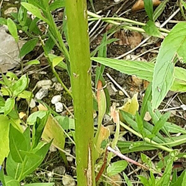 Eremurus robustus خشب