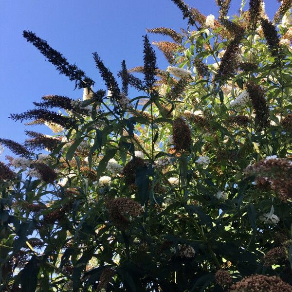 Buddleja davidii Habit