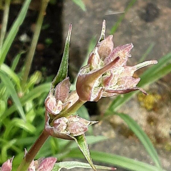 Viscaria vulgaris Flower