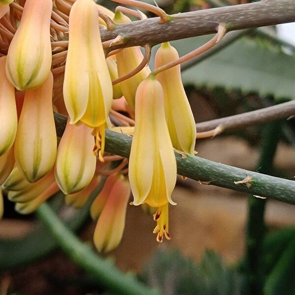 Aloe dawei Flower