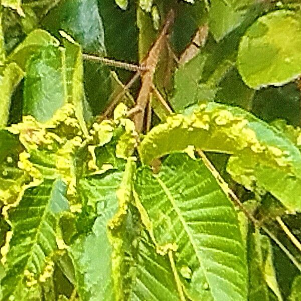 Sandoricum koetjape Leaf