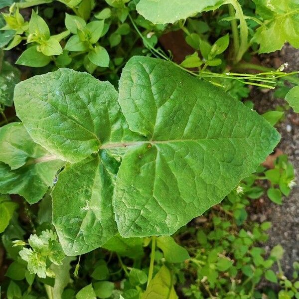 Sonchus oleraceus Fulla