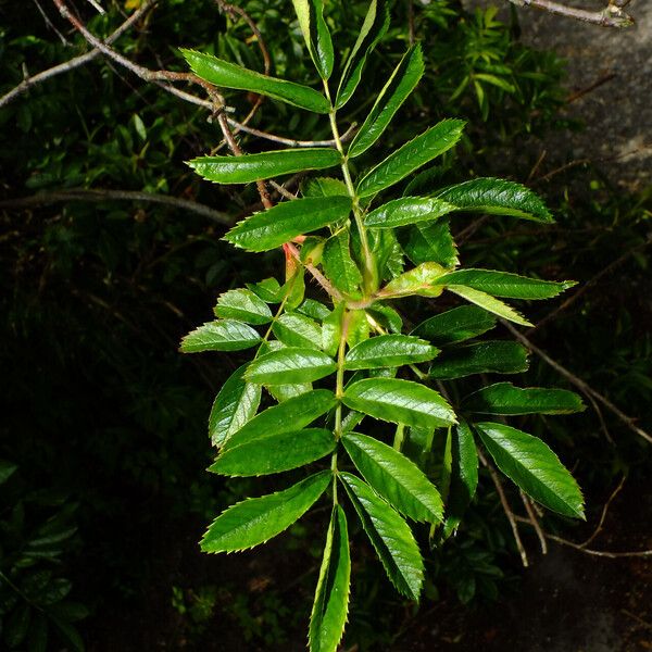 Rosa blanda Leaf