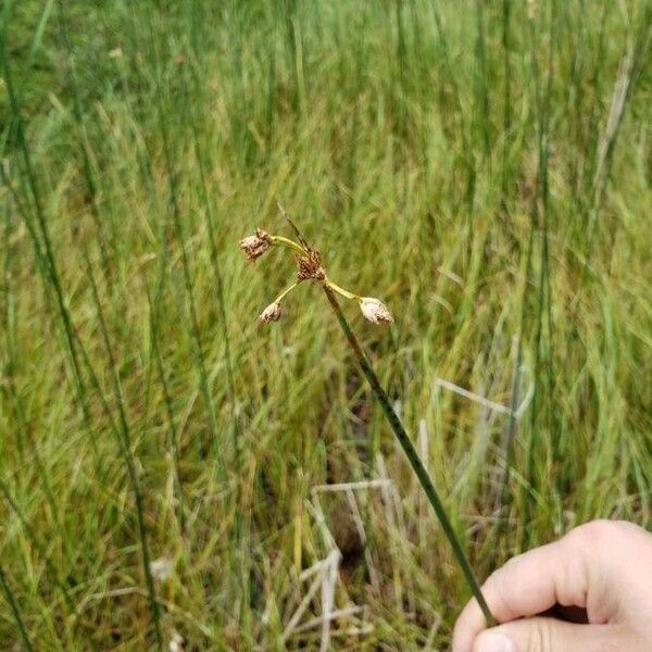 Schoenoplectus tabernaemontani Flor