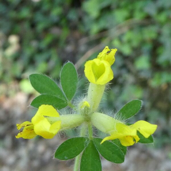 Chamaecytisus hirsutus Flower