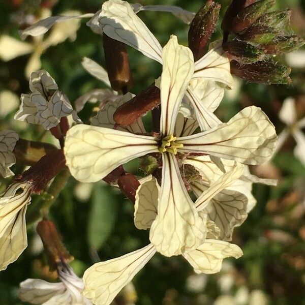 Eruca sativa Flors