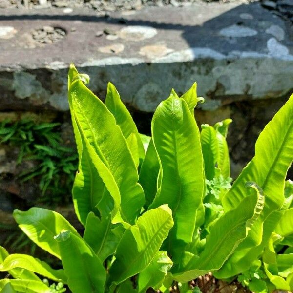 Asplenium scolopendrium 葉