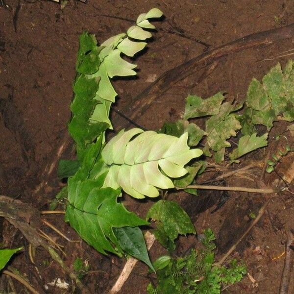 Adiantum macrophyllum Habit