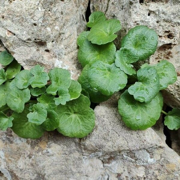 Umbilicus rupestris Folha