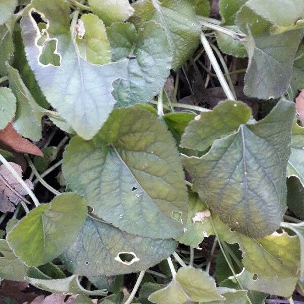 Viola odorata Leaf