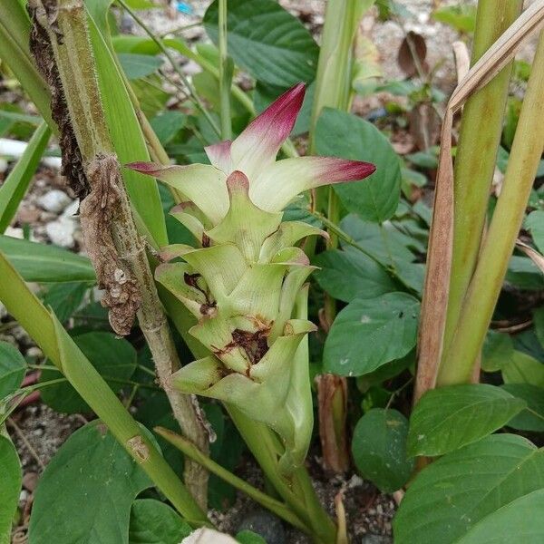 Curcuma longa Blomst