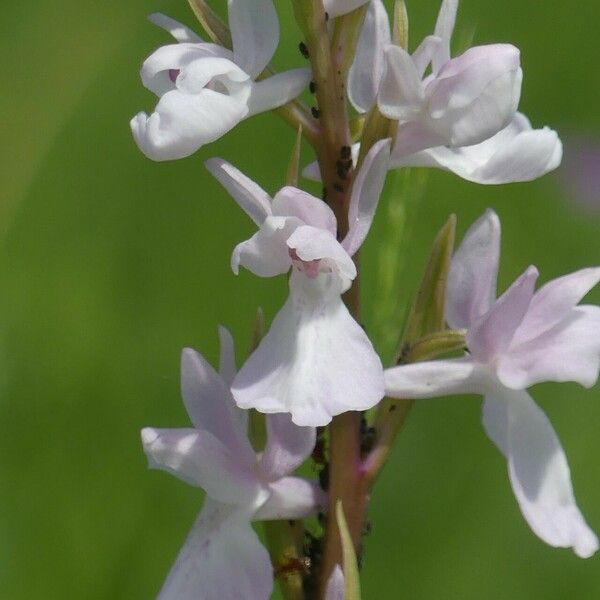 Anacamptis palustris Çiçek