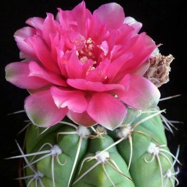 Gymnocalycium denudatum 花