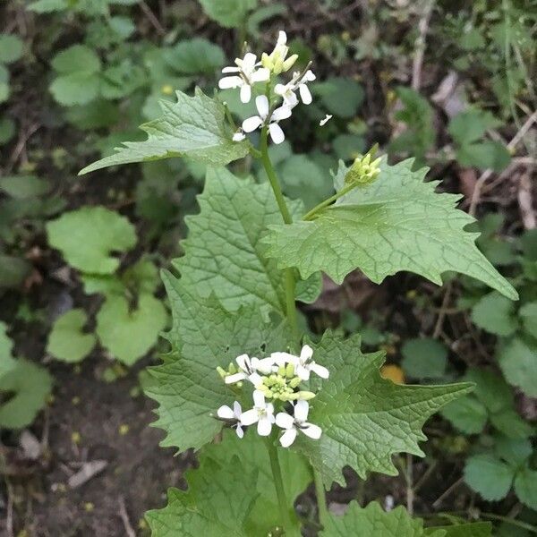 Alliaria petiolata Flor