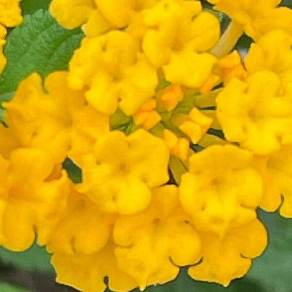 Lantana camara Blüte