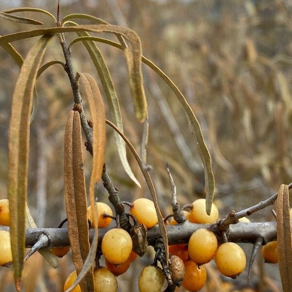 Hippophae rhamnoides পাতা