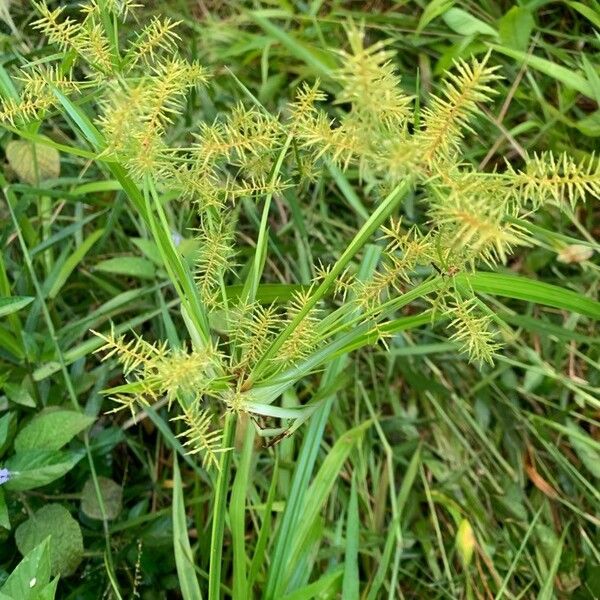 Cyperus strigosus 葉