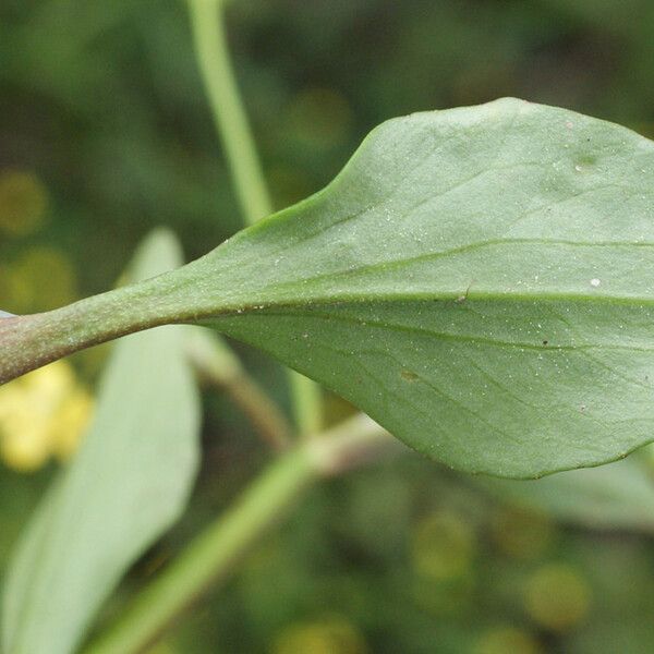 Ranunculus ophioglossifolius Feuille