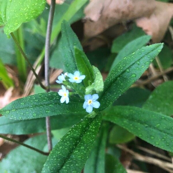 Myosotis scorpioides Fleur