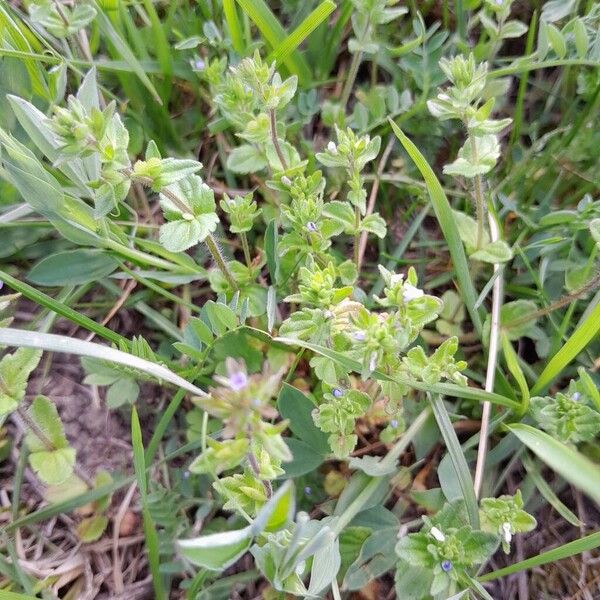 Veronica arvensis Συνήθη χαρακτηριστικά