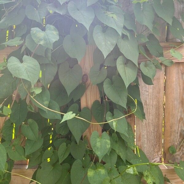 Fallopia convolvulus Leht